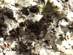 Ricasolia amplissima