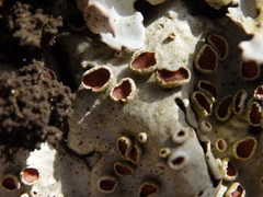 Ricasolia amplissima