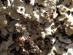 Ricasolia amplissima