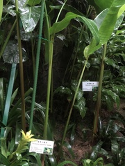 Heliconia mathiasiae