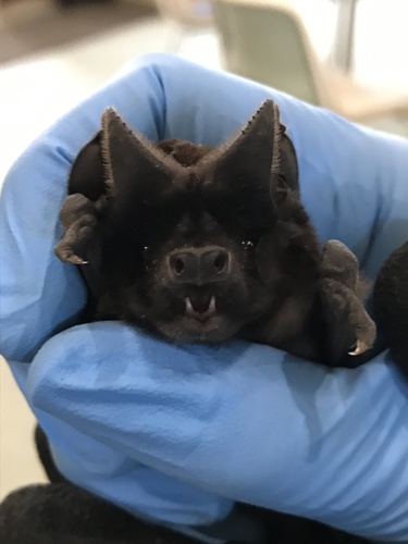 White-striped Free-tailed Bat