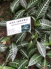 Aphelandra squarrosa