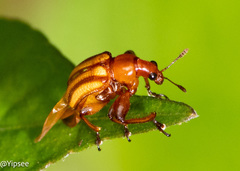 Paramecolabus feae