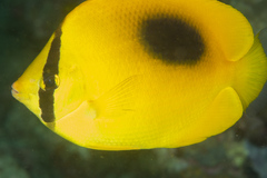 Chaetodon speculum