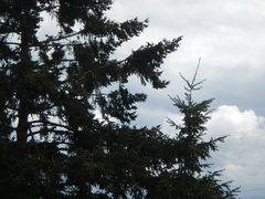 Corvus brachyrhynchos caurinus