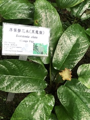 Dorstenia elata
