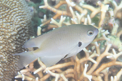 Pomacentrus alexanderae