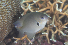 Pomacentrus alexanderae