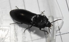 Melanactes densus