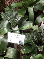 Aechmea romeroi