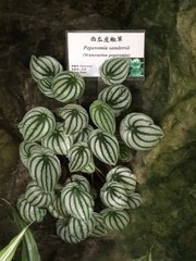 Peperomia argyreia