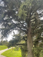 Picea polita