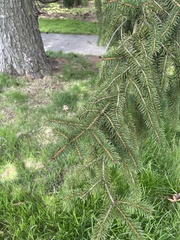 Picea polita