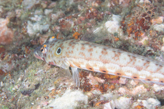 Parapercis clathrata