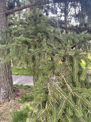 Picea polita