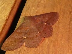 Eulepidotinae