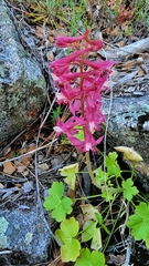 Delphinium purpusii
