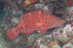 Cheilinus oxycephalus