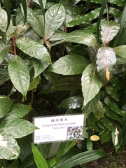 Graptopetalum sinaloensis