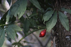Syngonium angustatum