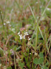 Lepidium virginicum menziesii