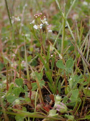 Lepidium virginicum menziesii