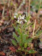 Lepidium virginicum menziesii