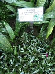 Aspidistra daibuensis