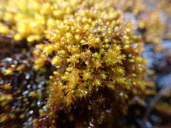 Vinealobryum norrisii
