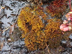 Vinealobryum norrisii