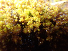 Vinealobryum norrisii