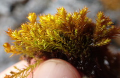 Vinealobryum norrisii