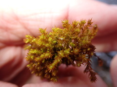 Vinealobryum norrisii