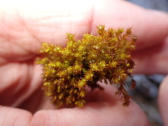 Vinealobryum norrisii