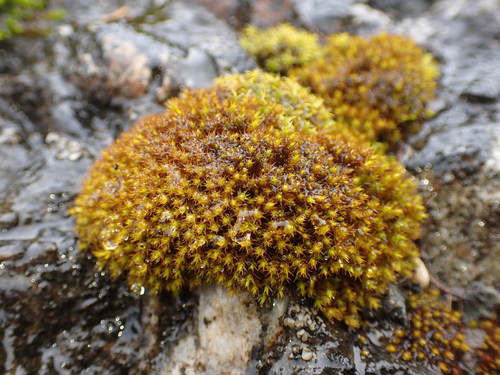 Norris' beard moss (Vinealobryum norrisii)