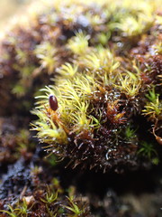 Grimmia ovalis