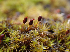 Grimmia ovalis
