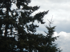 Corvus brachyrhynchos caurinus