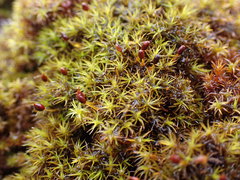 Grimmia ovalis