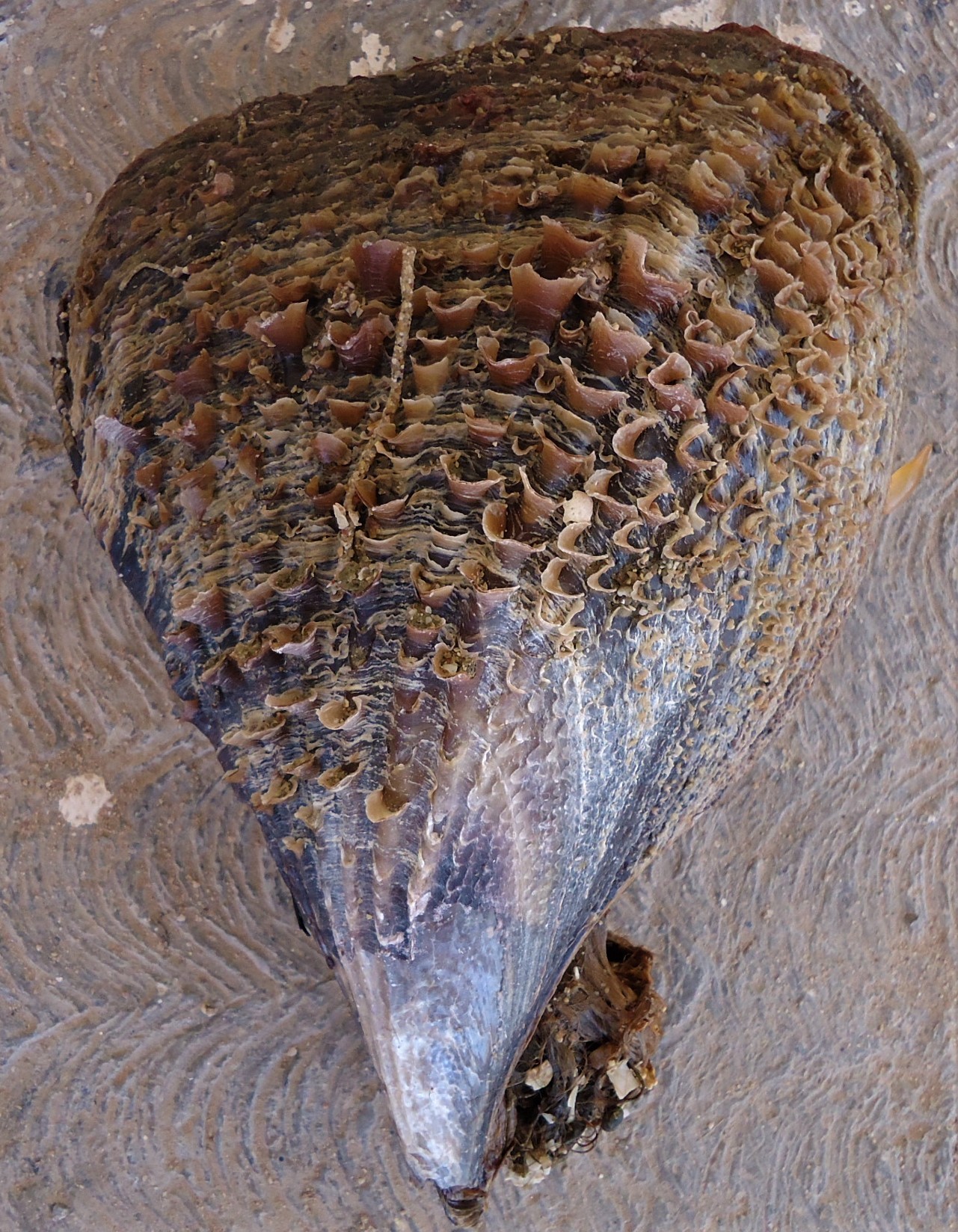Sawtooth Pen Shell (Atrina serrata) · iNaturalist