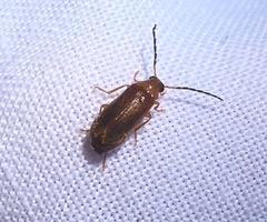 Conopalpus testaceus