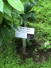 Sarcandra glabra flava