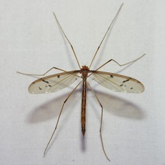 Tricyphona