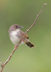 Cisticola lateralis