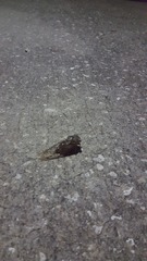 Megatibicen resonans