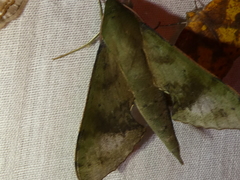 Xylophanes germen
