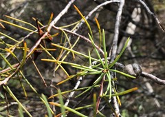 Hakea mitchellii