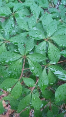 Enkianthus perulatus