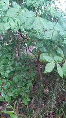 Enkianthus perulatus
