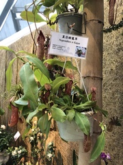 Nepenthes × cincta